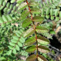 Sorbus maculata KR5334 
